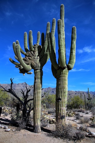 Sabino Canyon - Tuscon, AZ.